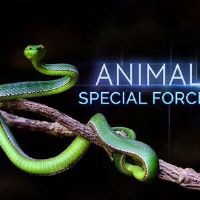 �������ֲ���